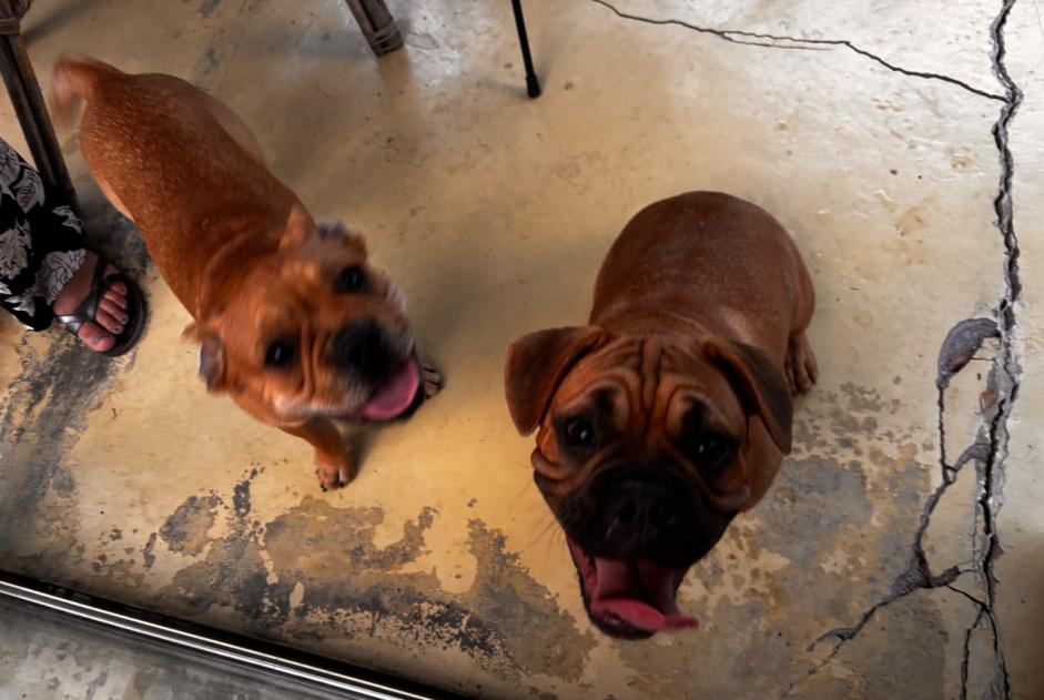 Fundmeldung Hund rassenmischung Unbekannt Bulgnéville Frankreich