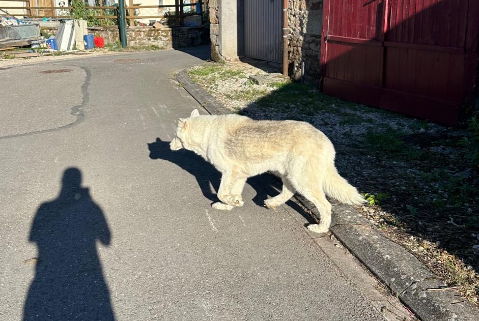 Fundmeldung Hund  Unbekannt Bonvillet Frankreich
