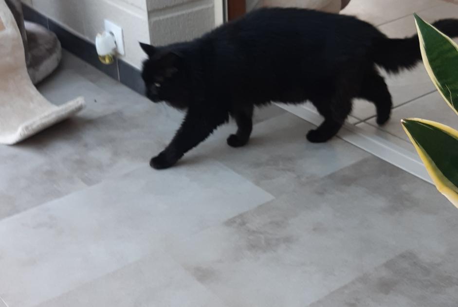 Discovery alert Cat Unknown Épinal France Discovery alert Cat Unknown Épinal France